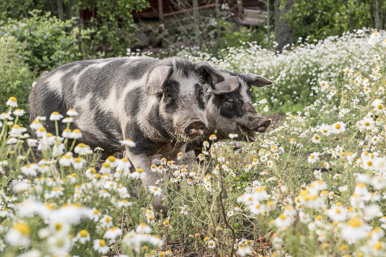 Borggarden Stugor Hultsfred Exteriér fotografie